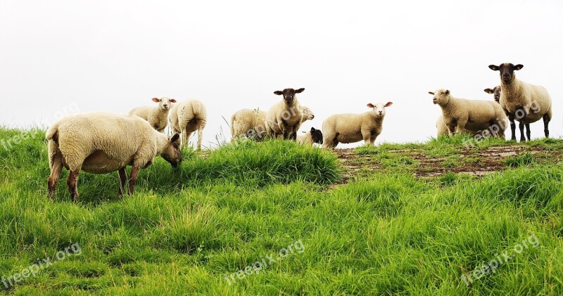 Sheep Pet Livestock Lamb Farm