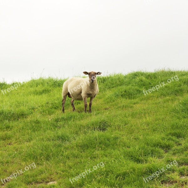 Sheep Pet Livestock Lamb Farm