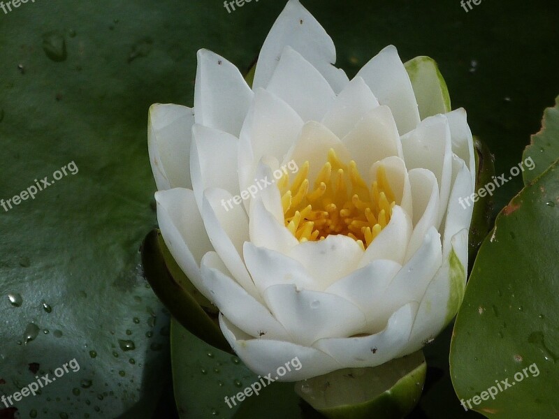 Water Lily Pond Aquatic Plant Nature Blossom