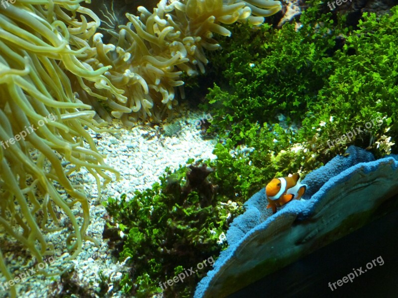 Reef Coral Reef Aquarium Underwater Meeresbewohner