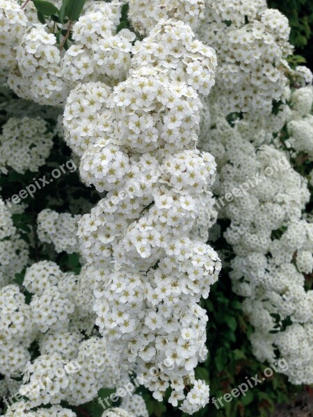 Spiraea Prachtspiere White Spierstrauch Flowers