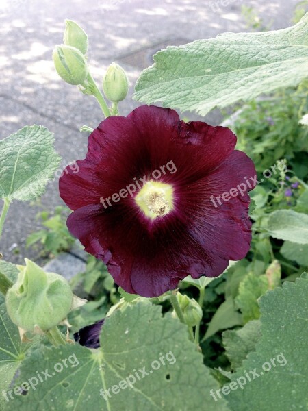 Stock Rose Purple Bordeaux Alcea Rosea Summer