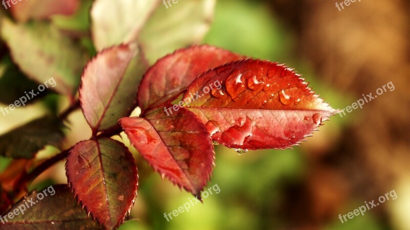 Nature Plant Drops Rosa Macro