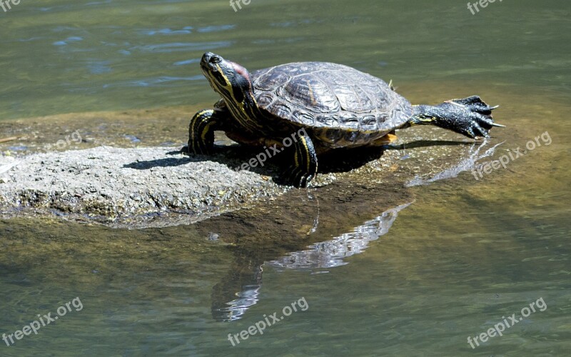 Red-eared Slider East Park Sun Free Photos