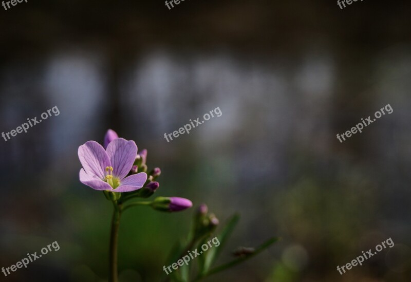 Spring Flower Pink Cardamine Pratensis Cuckoo Flower