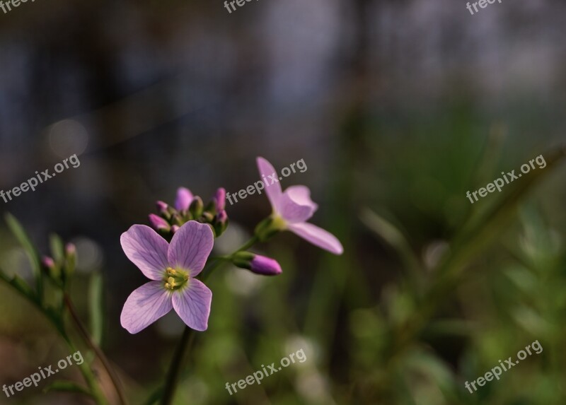 Spring Flower Pink Cardamine Pratensis Cuckoo Flower