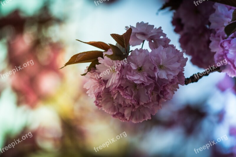 Japanese Cherry Prunus Serrulata Tree Japanese Flowering Cherry Spring