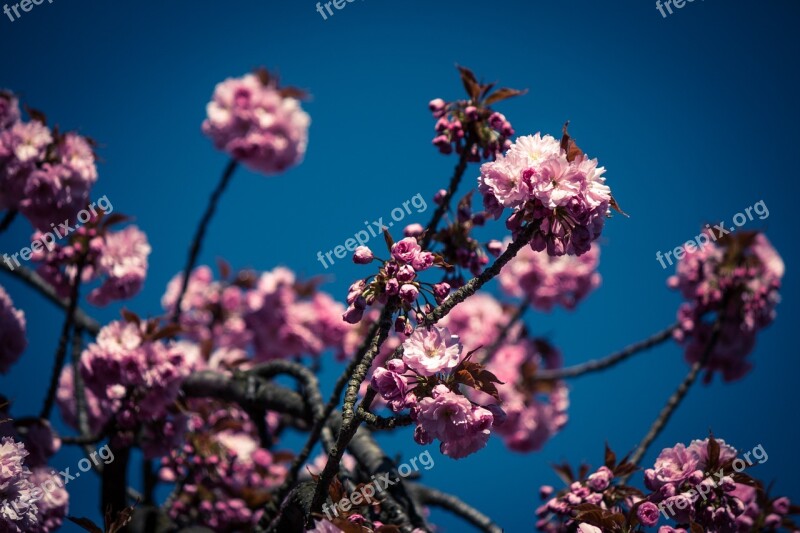 Japanese Cherry Prunus Serrulata Tree Japanese Flowering Cherry Spring