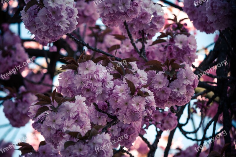 Japanese Cherry Prunus Serrulata Tree Japanese Flowering Cherry Spring