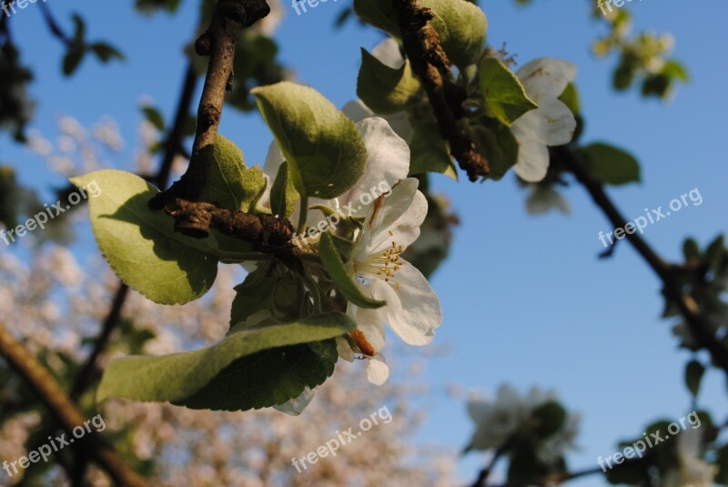 Spring Tree Apple Tree Nature Outdoors