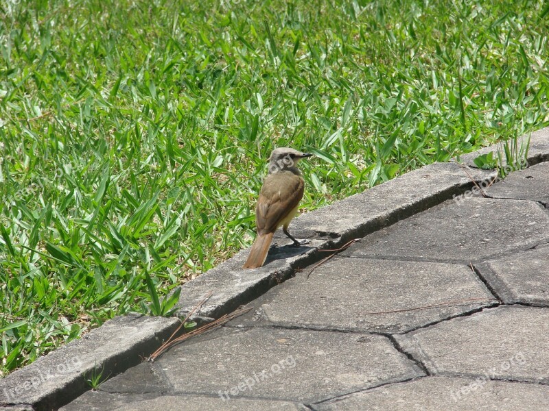 Bem-te-vi Bird Brazilian Grass Free Photos