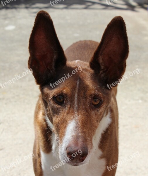 Podenco Dog Hunter Long Eared Portrait