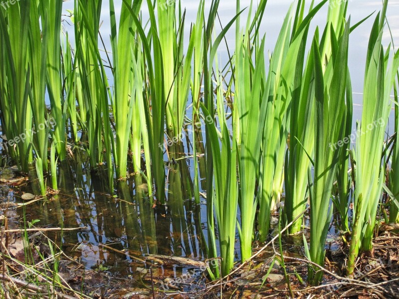 Lake Pond Bank Reed Foliation