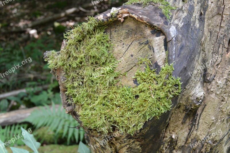 Moss Forest Tree Branch Green