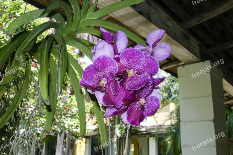 Orchid Flower Plant Bloom Blossom