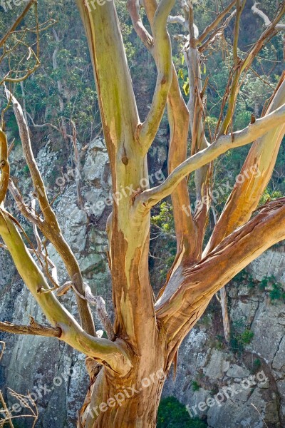 Eucalyptus Trunk Native Nature Australia