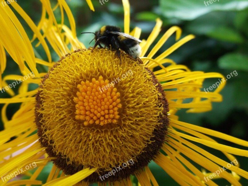 Elecampane Inula Flower Yellow Blossom Bloom