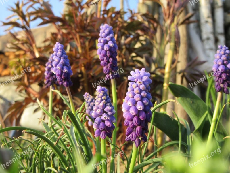 Flowers Blue Violet Grass Spring Nature