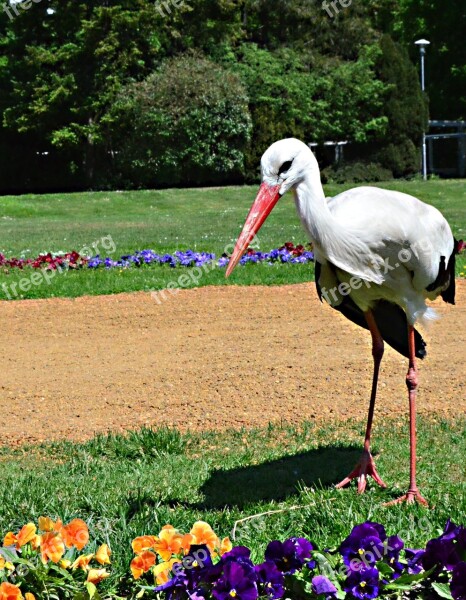 Spring Stork Margaret Island Sunlight Free Photos