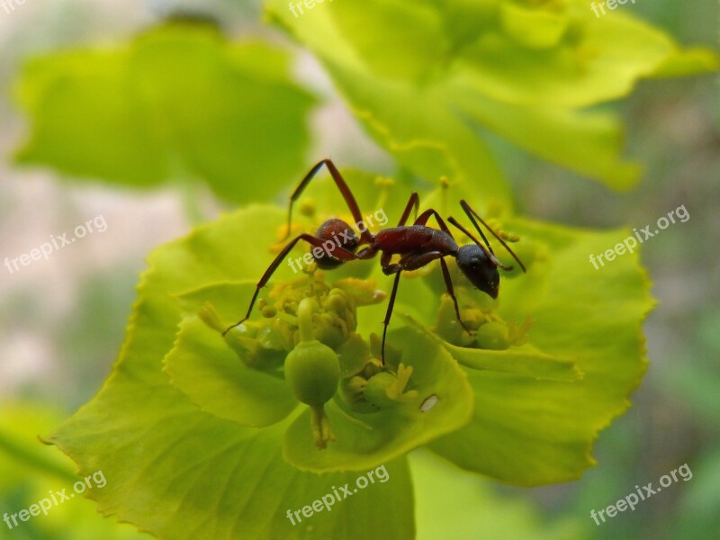 Ant Insect Detail Free Photos