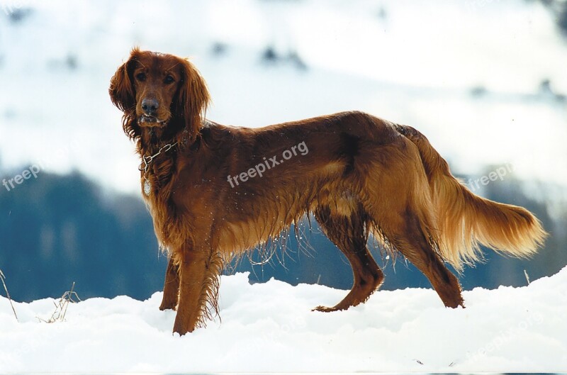 Animal Pet Setter Dog Free Photos