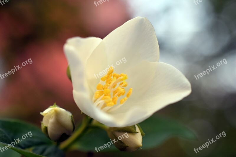 Jasmine Flower White Green Plant