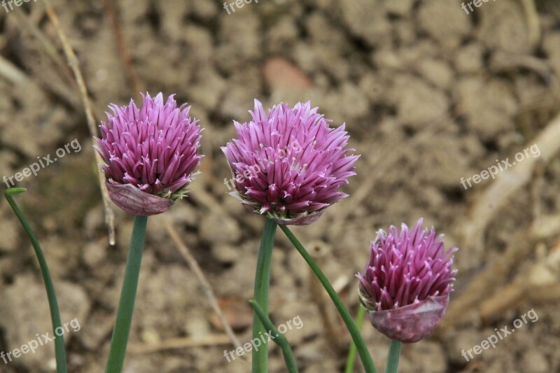 Chives Allium Aromatic Plant Aromatic Plant