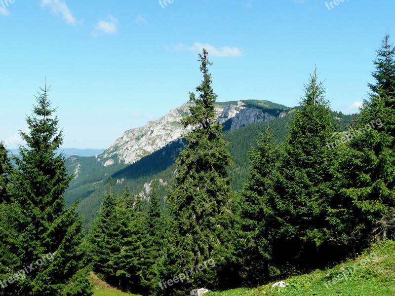 Transylvania Forest Pine Onion Mountains Nature