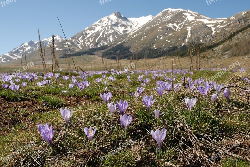 Crocuses Abruzzo Gran Sasso Wild Flowers Mountains