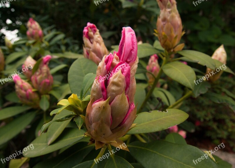 Flower Bud Rhododendron Flower Bud Garden