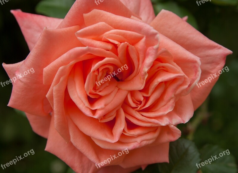 Flower Pink Garden Rosebush Flowering