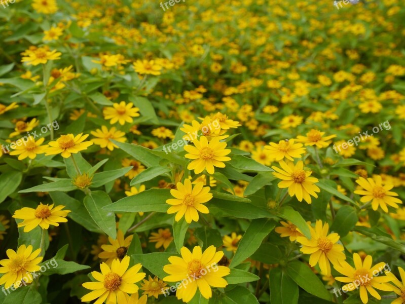 Flowers Yellow Green Leaf Autumn