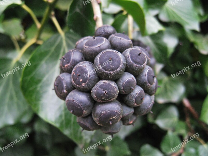 Efeufrüchte Infructescence Berries Ivy Berries Hedera Helix