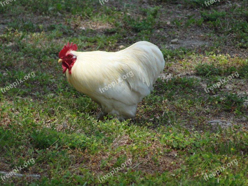 Chicken Leghorn Agriculture Rooster Free Photos