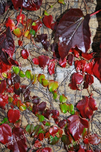 Autumn Multicoloured Leaves Grapes Foliage