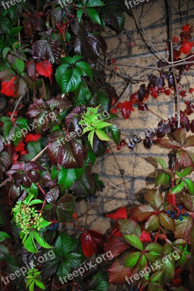 Autumn Multicoloured Leaves Grapes Foliage