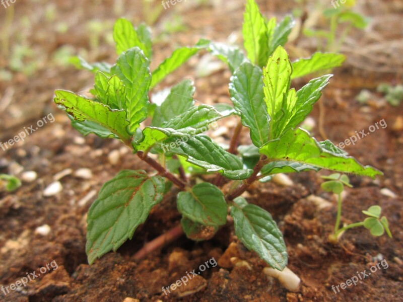 Mint Peppermint Plant Nature Aroma