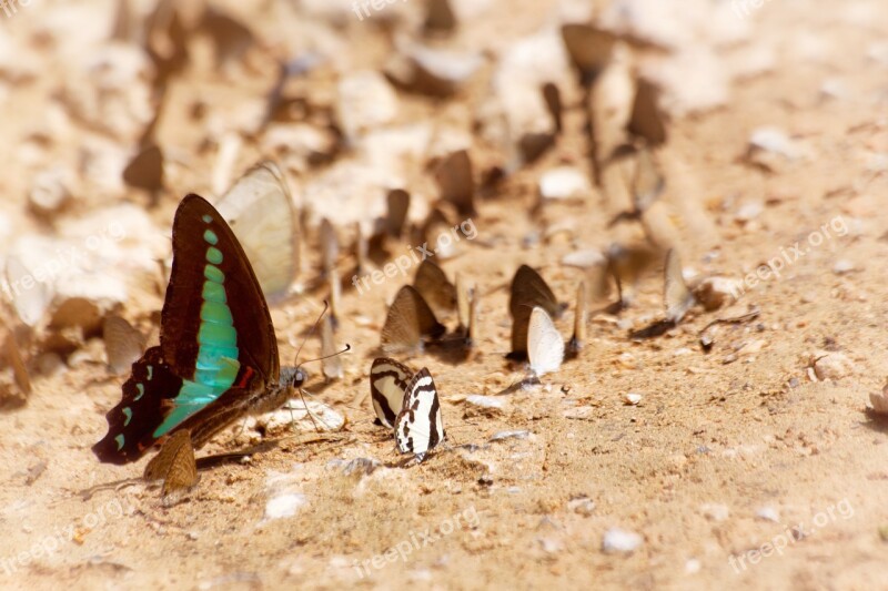 Butterfly Ban Krang Camp The National Park Kaeng Krachan Beautiful