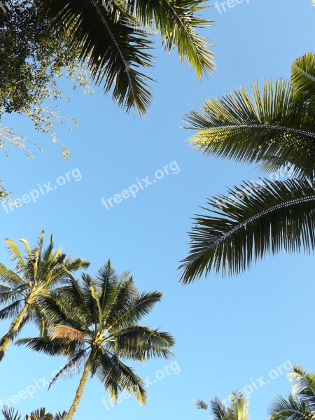 Palm Trees Sky Blue Sky Green Sunshine