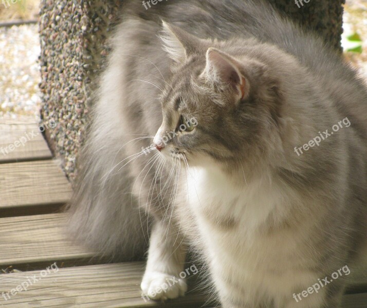 Gray Cat Summer Pet Curious A Gray Cat