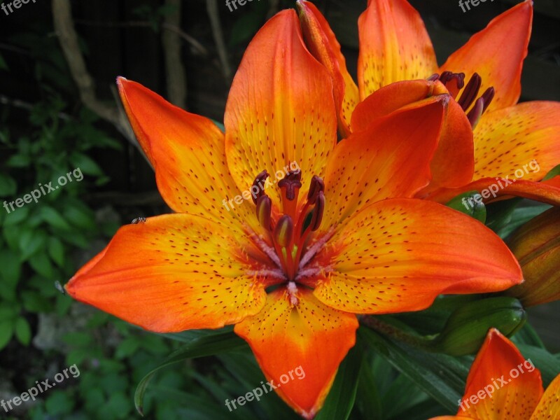 Lily Feuerlilie Lilies Blossom Bloom