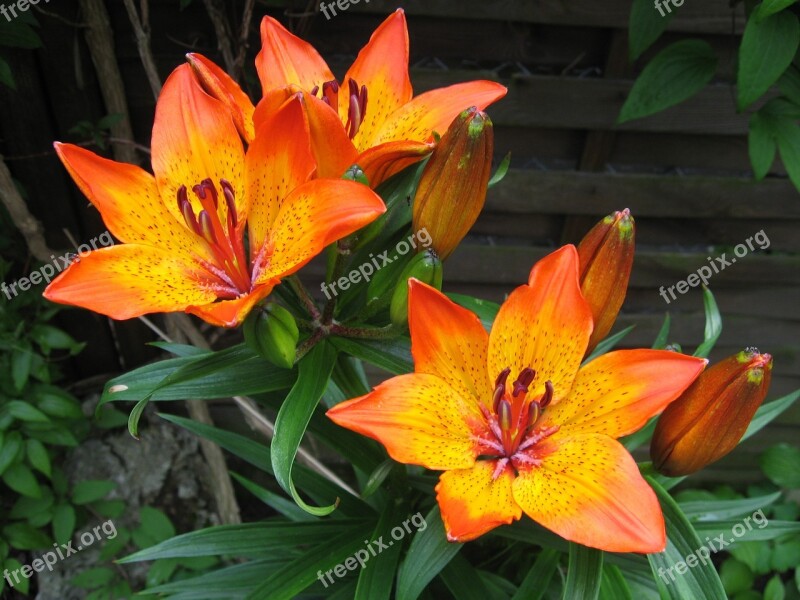 Lily Feuerlilie Flower Lilium Bulbiferum Orange