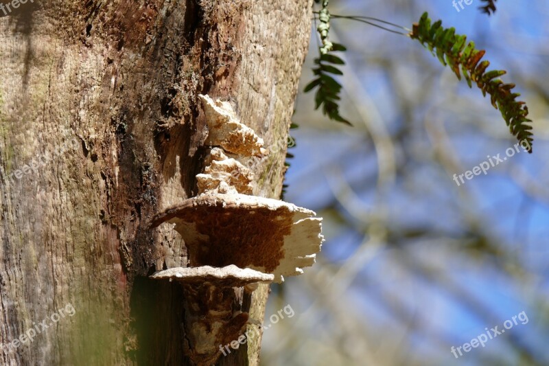 Tree Fungi Leafs Bark Forest