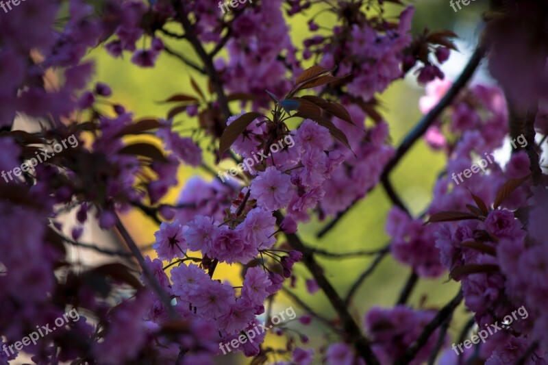 Japanese Cherry Prunus Serrulata Tree Japanese Flowering Cherry Spring