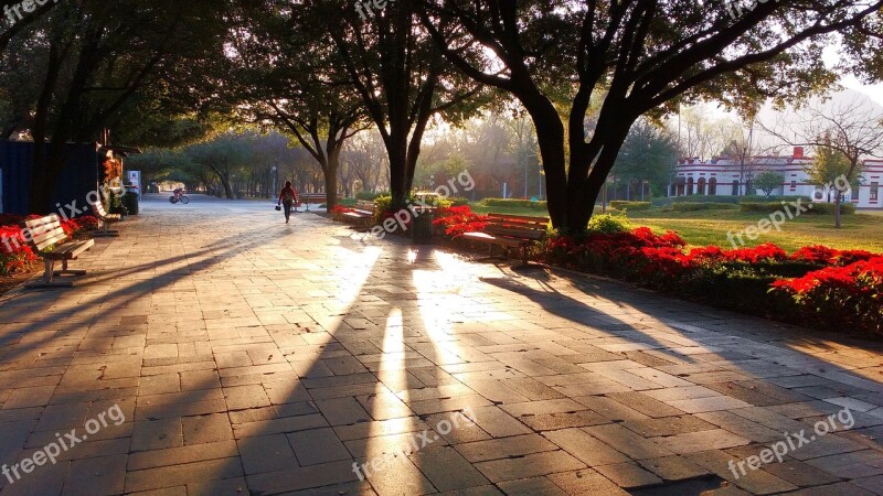 Park Shadows Tree Fundidora Park Mexico