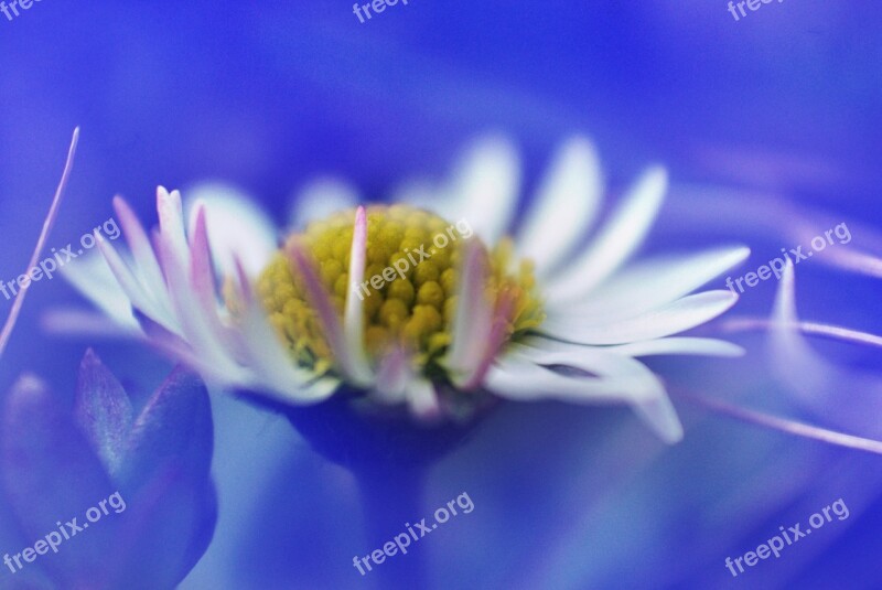 Marguerite Flower Plant Macro Blossom