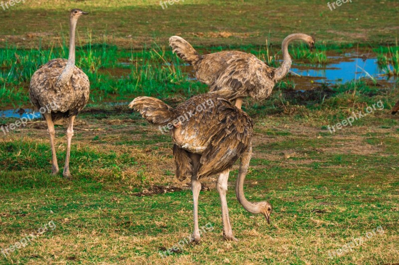 Ostrich Africa Safari Ostriches Bird