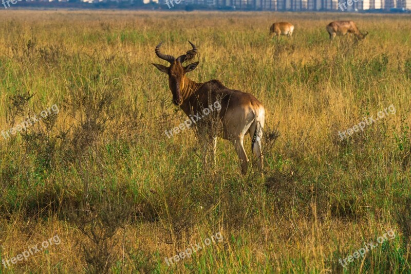 Africa Dear Wildlife Nature Safari