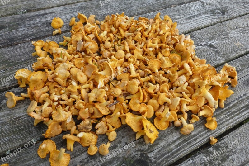 Chanterelles Mushrooms Collect Edible Food