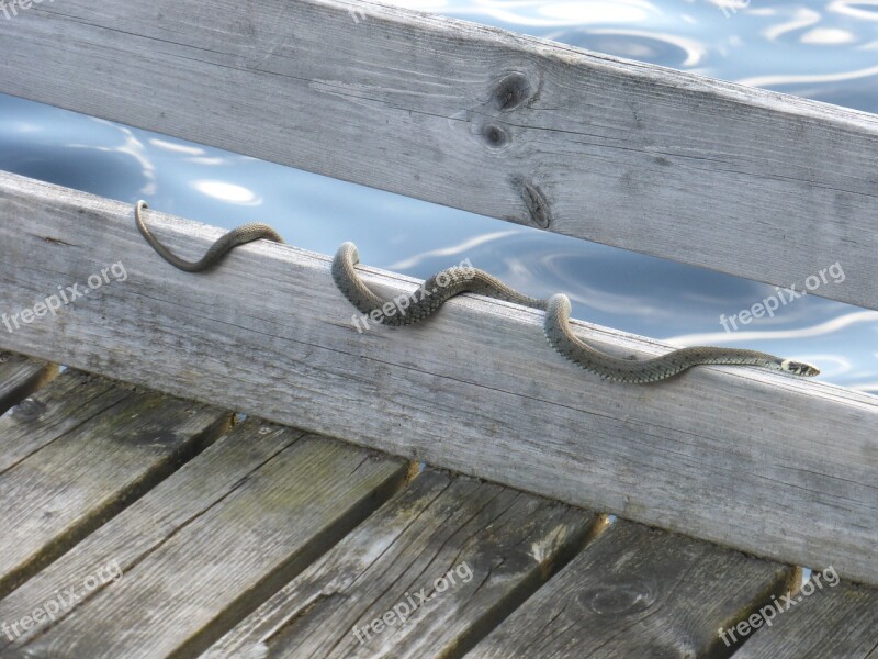 Grass Snake Snake Non-hazardous Sun Free Photos